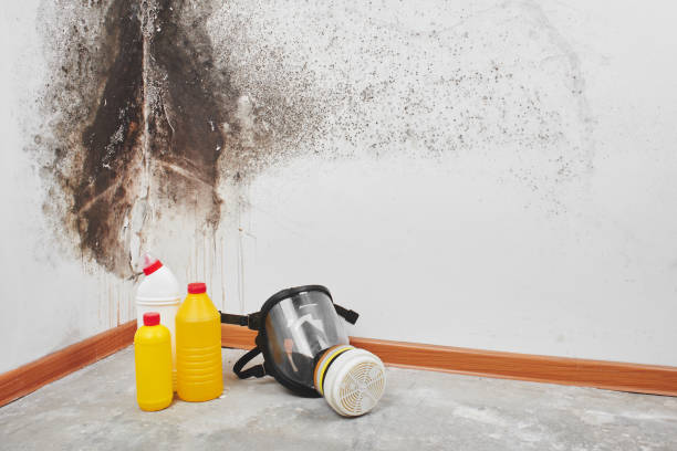 Best Affordable Mold Removal  in Maplewood, WA