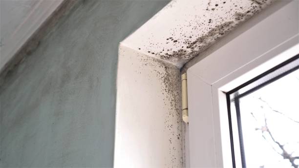 Best Best Mold Removal Companies  in Maplewood, WA