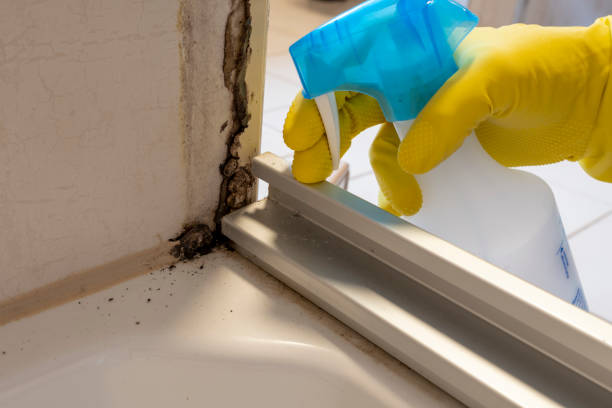 Best Commercial Mold Removal  in Maplewood, WA