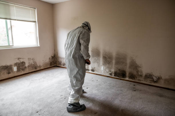 Best Professional Mold Removal  in Maplewood, WA