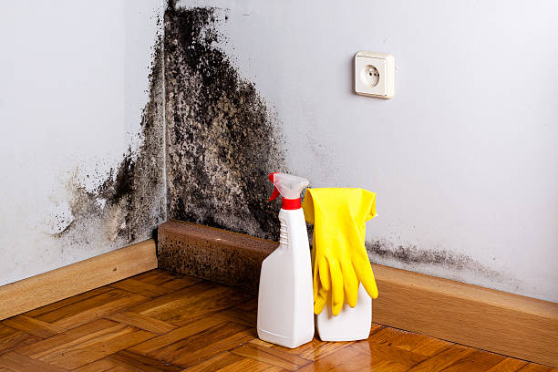 Best Office Mold Removal Services  in Maplewood, WA