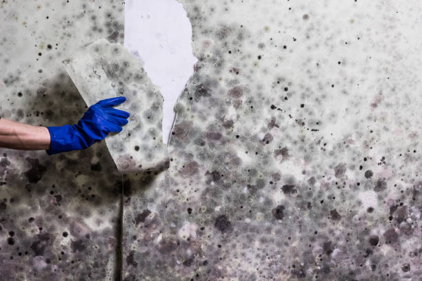 Best Mold Testing  in Maplewood, WA