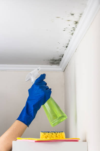 Best Fast Mold Removal  in Maplewood, WA